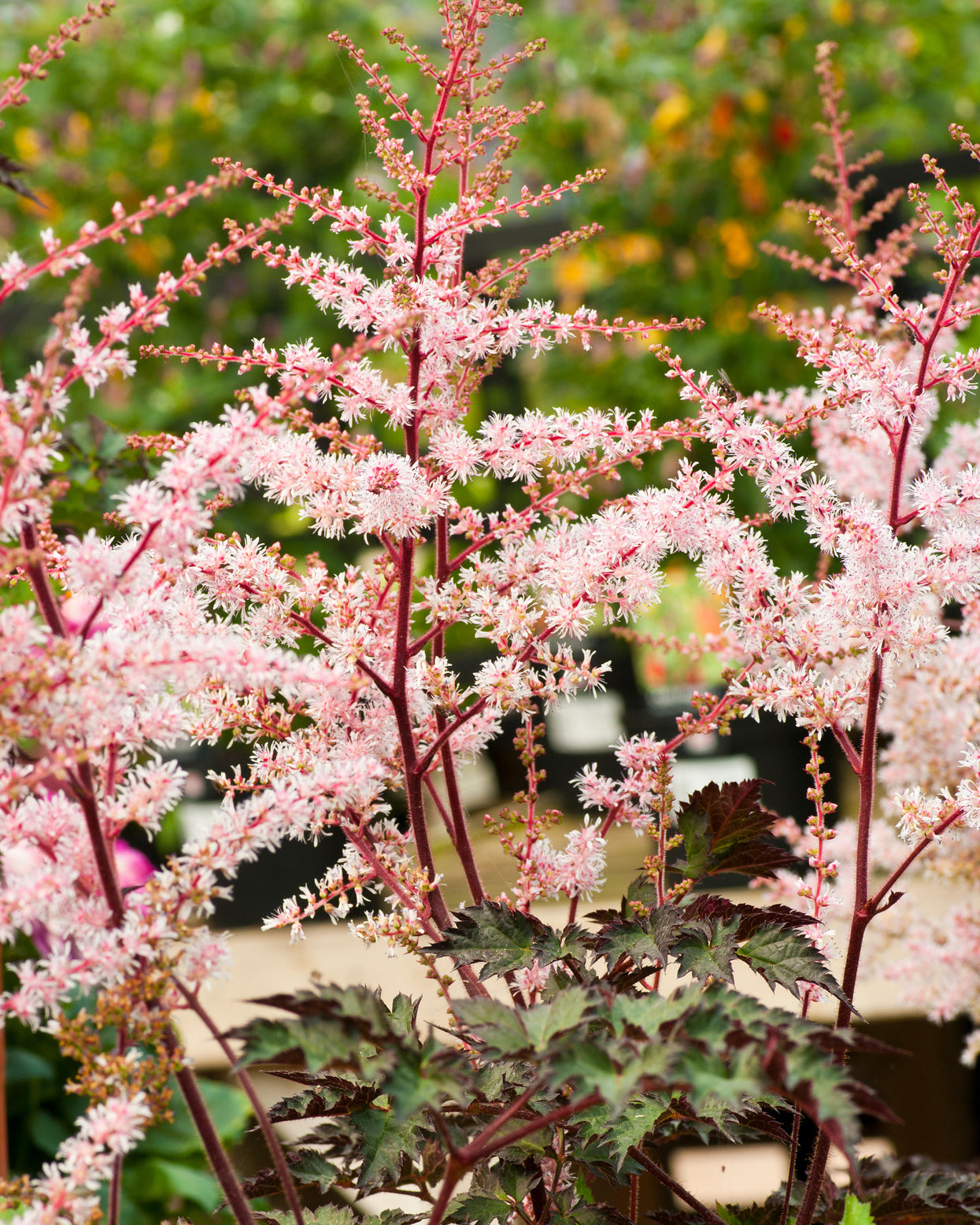 False Goatsbeard Roots Astilbe 'Delft Lace' bare roots | Buy soft pink false goat's beard ...