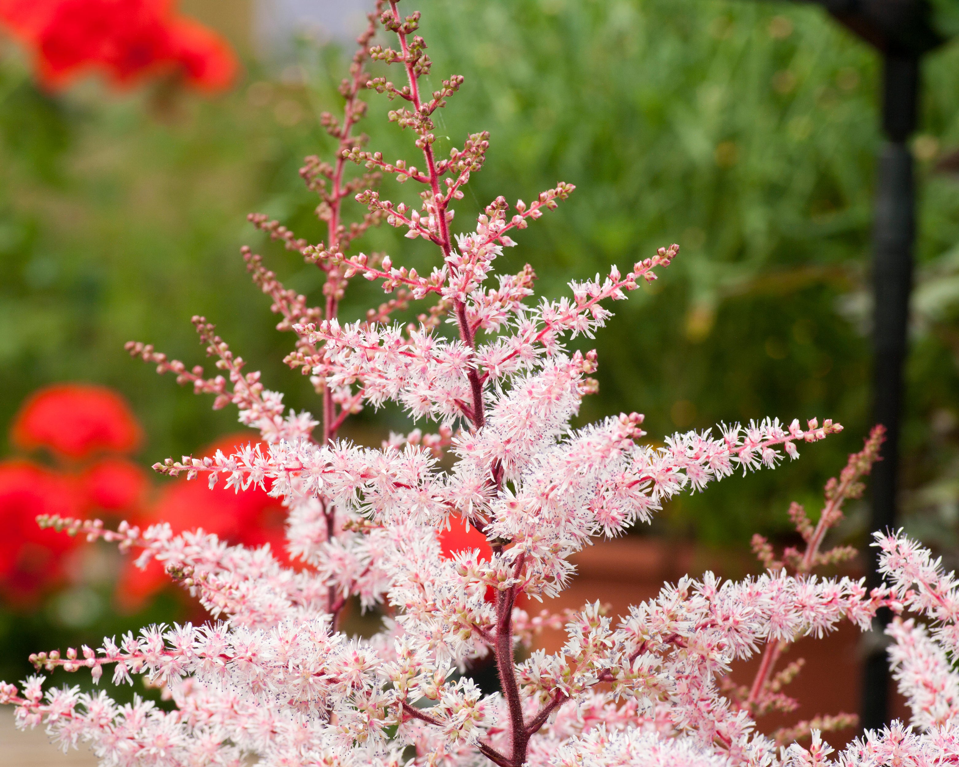 False Goatsbeard Roots Astilbe 'Delft Lace' bare roots | Buy soft pink false goat's beard ...