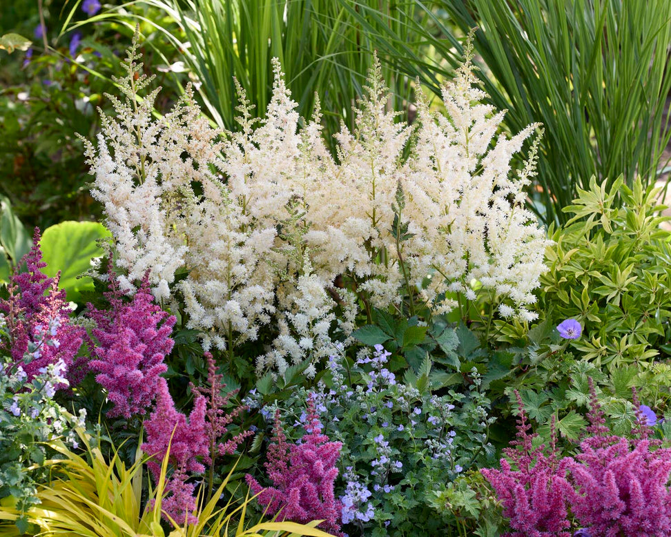 Astilbe 'Vision in White Delight'
