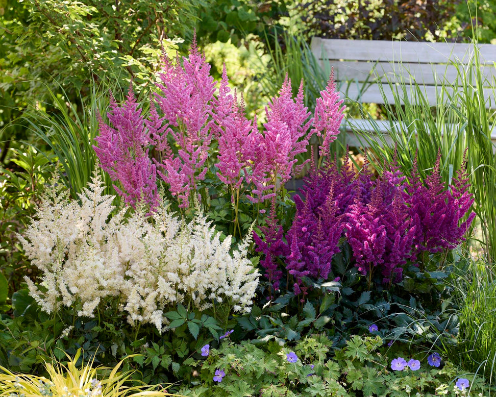 Astilbe 'Vision in White Delight'