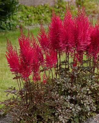 Astilbe 'Mighty Chocolate Cherry'