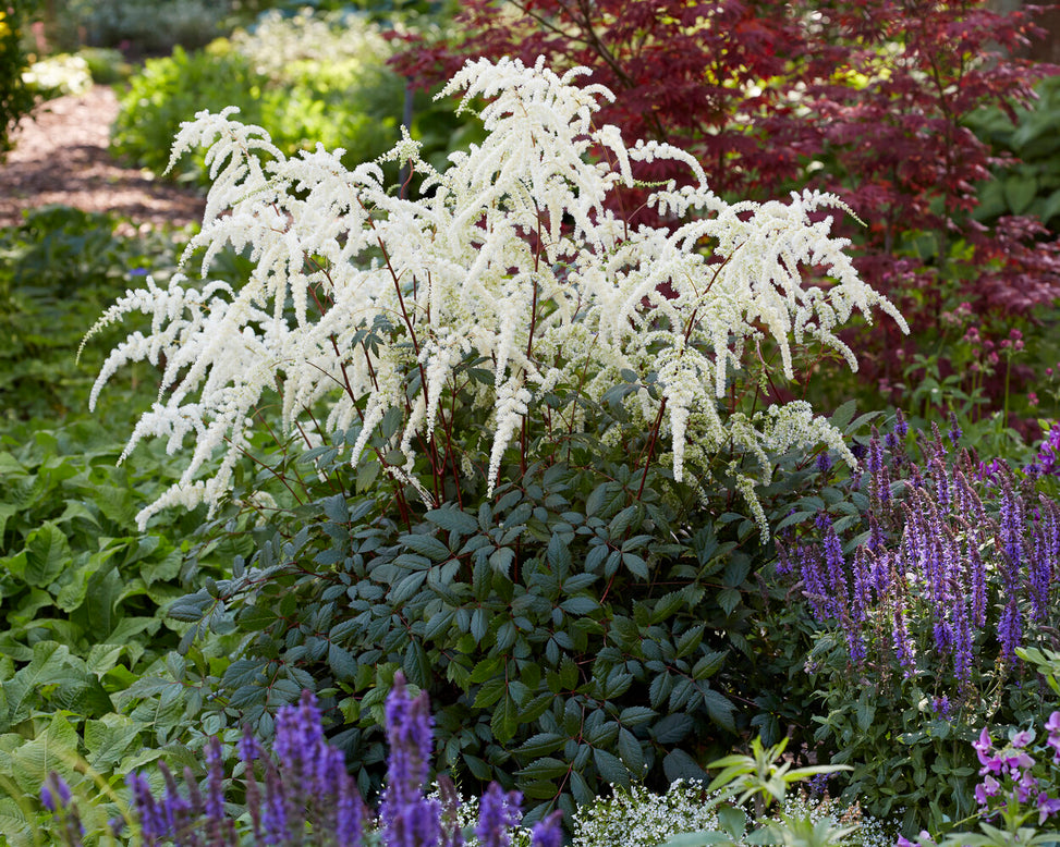 Astilbe 'Moccachino'