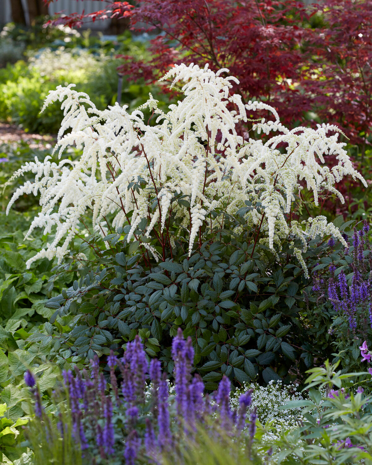 Astilbe 'Moccachino' bare roots | Buy false goat's beard online at ...