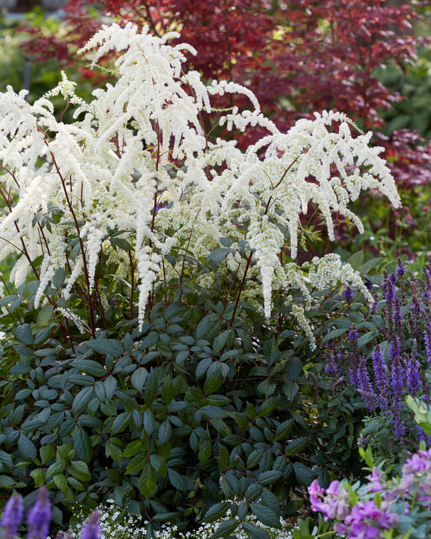 Astilbe 'Moccachino'