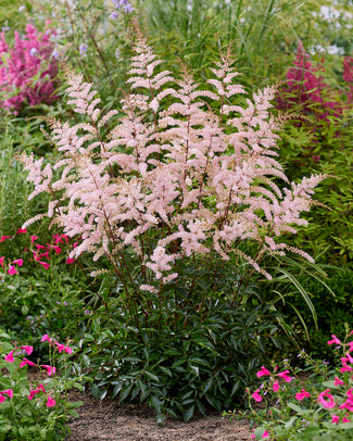 Astilbe 'Pretty in Pink'