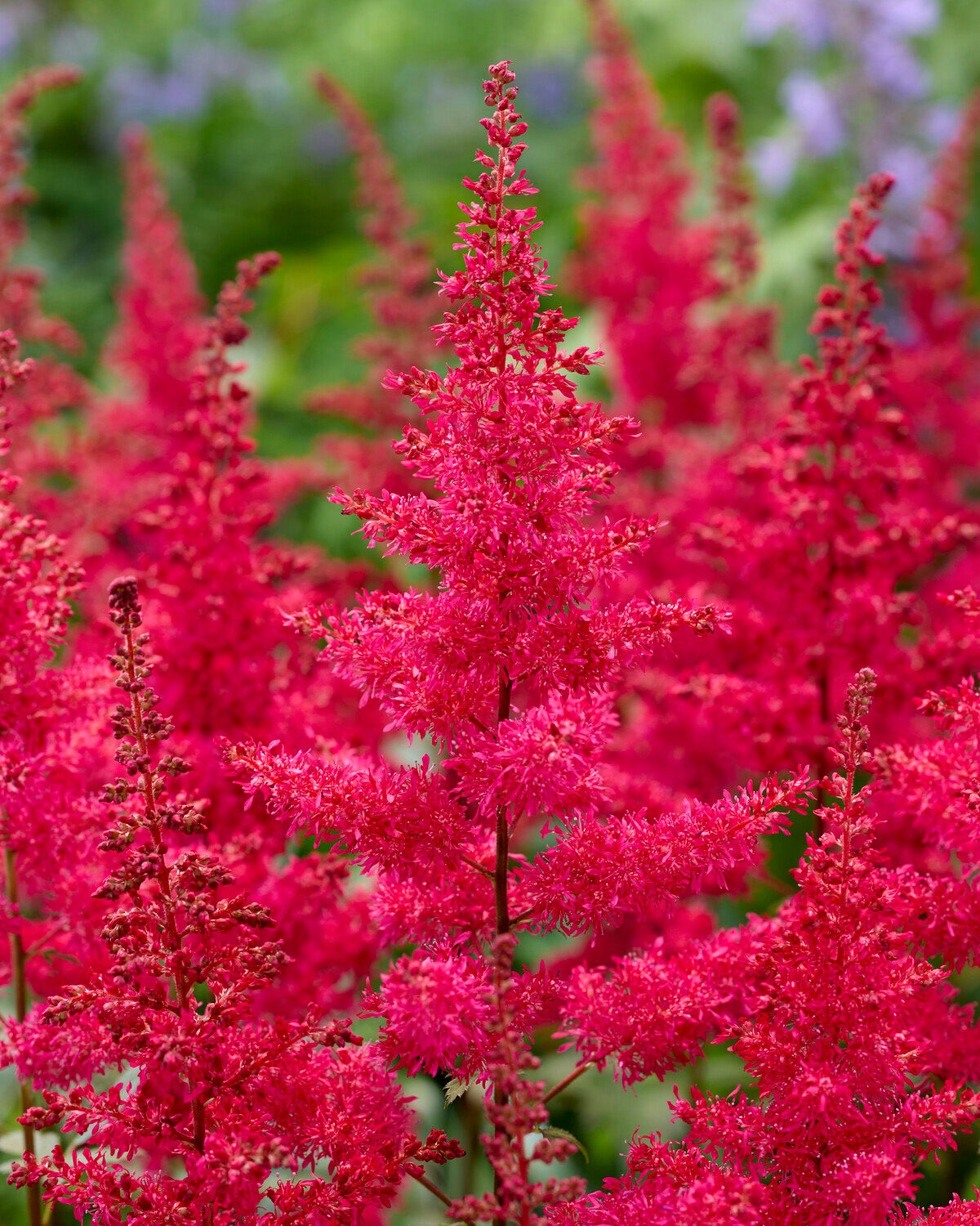 Astilbe 'Red Drumset' bare roots | Buy red false goat's beard online at ...