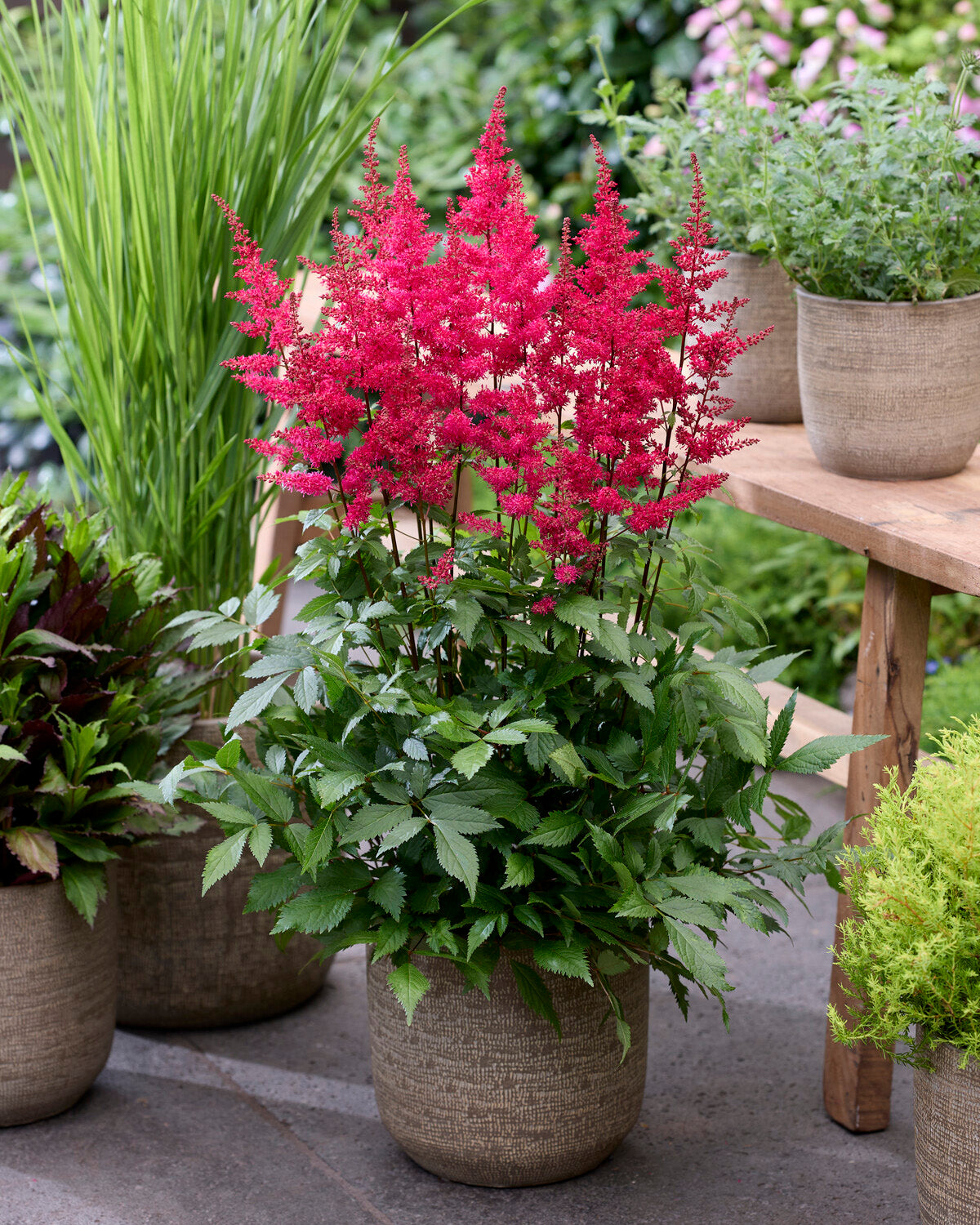 False Goatsbeard Roots Astilbe 'Red Drumset' bare roots | Buy red false goat's beard online at ...