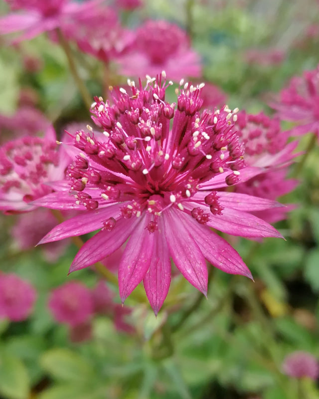 Astrantia major 'Capri' bare roots | Buy pink masterwort online at ...