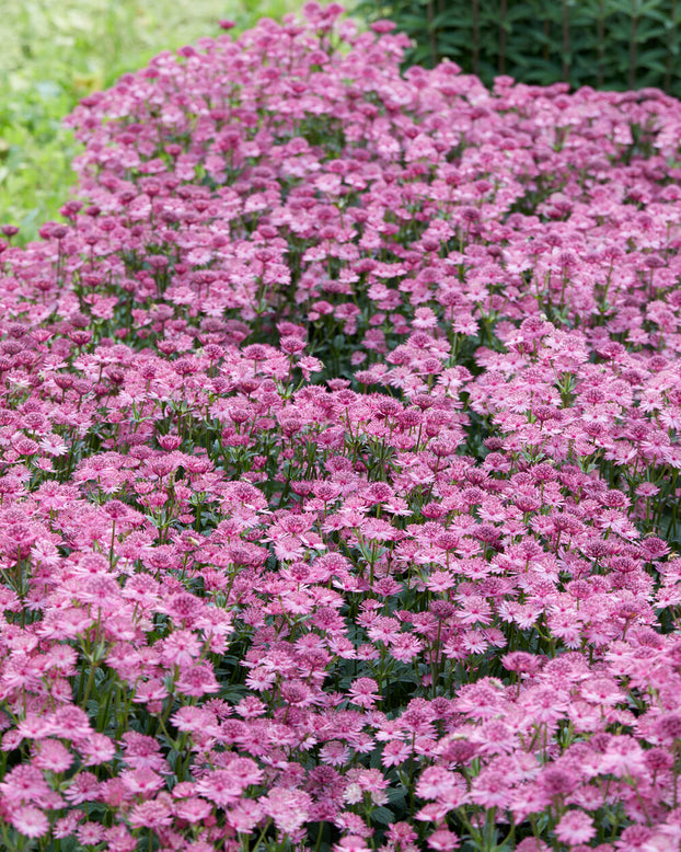 Astrantia 'Capri'