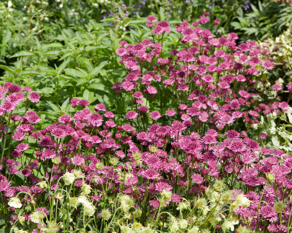 Astrantia 'Capri'