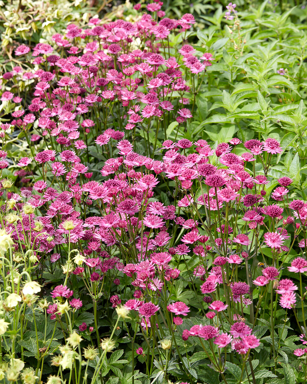 Astrantia major 'Capri' bare roots | Buy pink masterwort online at ...