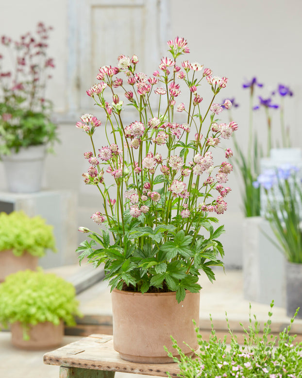 Astrantia 'Sparkling Stars Pink'