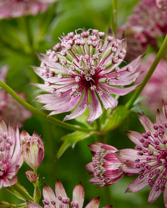 Astrantia 'Sparkling Stars Pink'