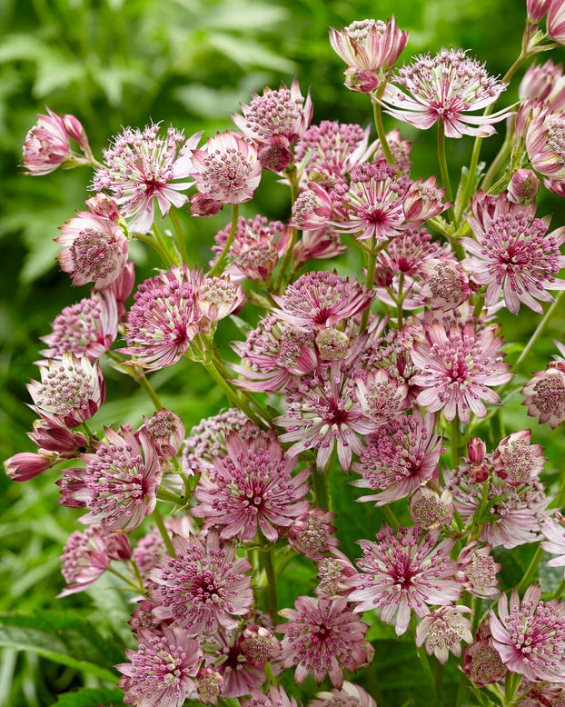 Astrantia 'Sparkling Stars Pink'