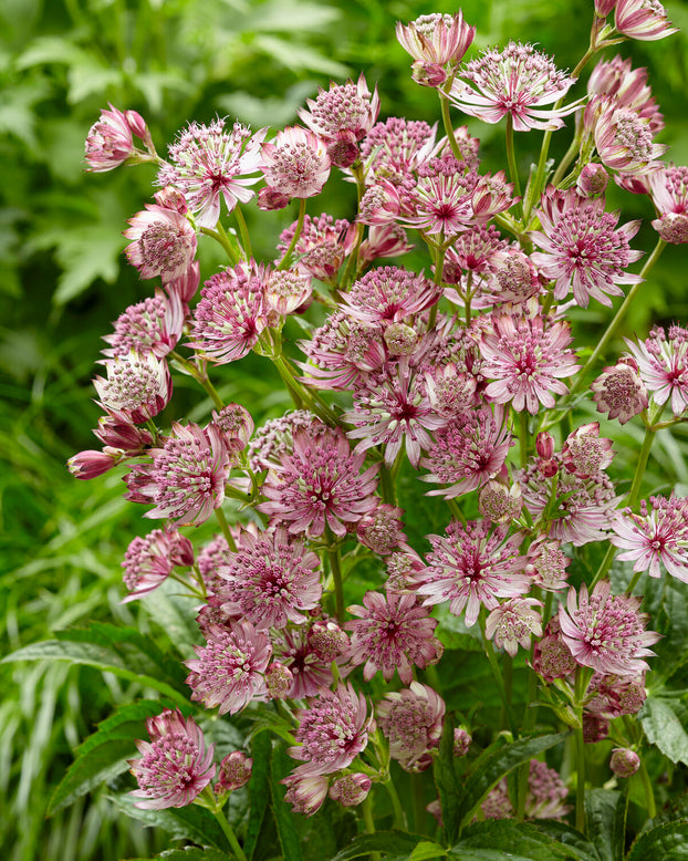 Astrantia 'Sparkling Stars Pink'