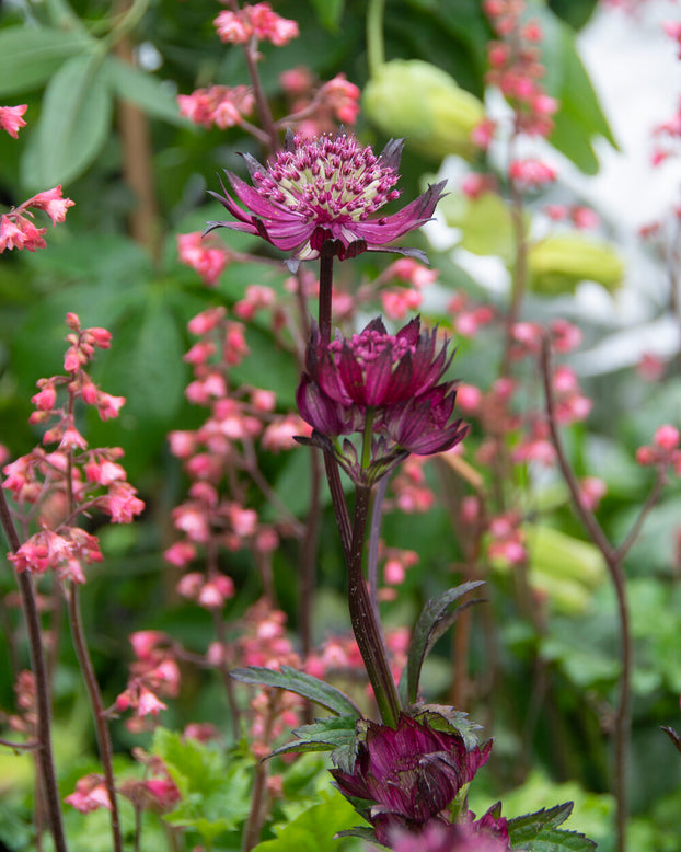 Astrantia 'Sparkling Stars Red'