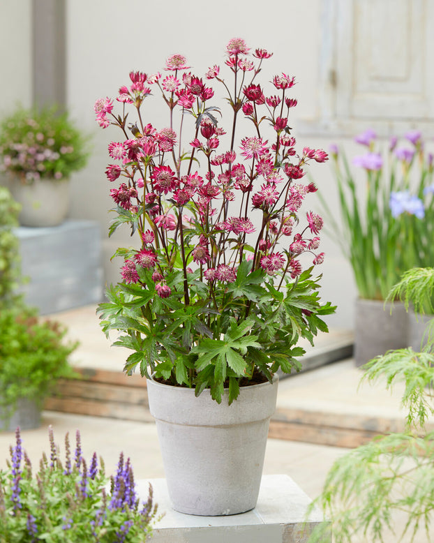 Astrantia 'Sparkling Stars Red'