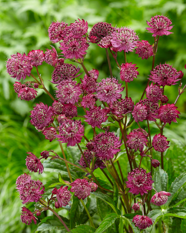 Astrantia 'Sparkling Stars Red'