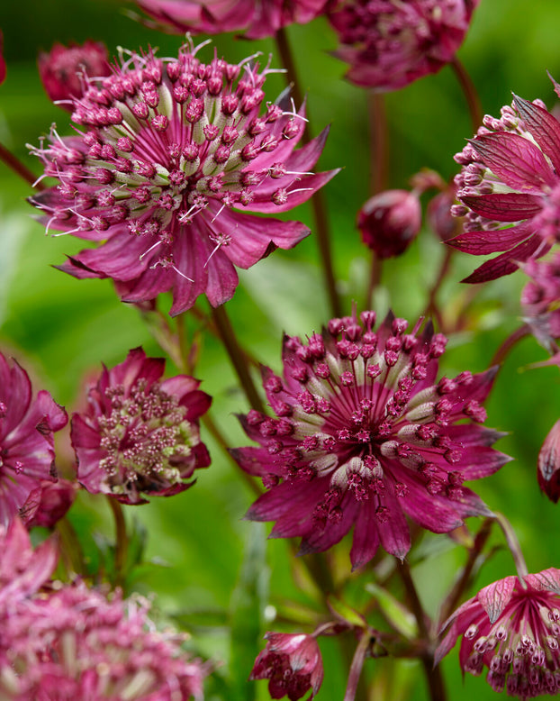Astrantia 'Sparkling Stars Red'