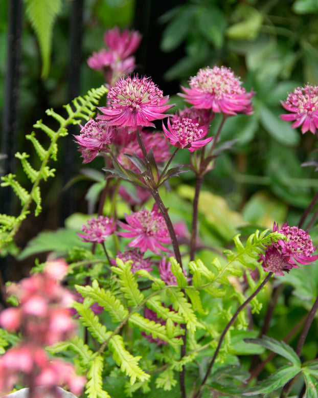 Astrantia 'Sparkling Stars Red'