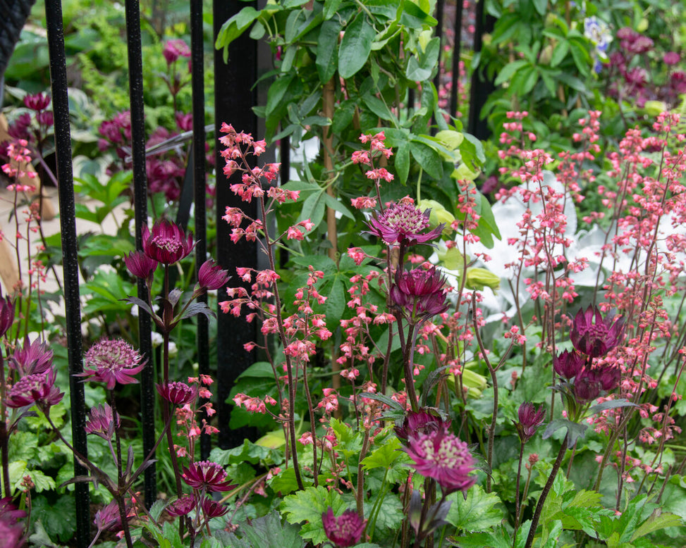 Astrantia 'Sparkling Stars Red'