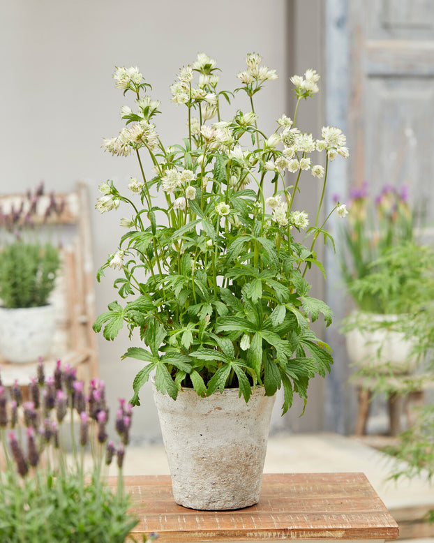 Astrantia 'Sparkling Stars White'