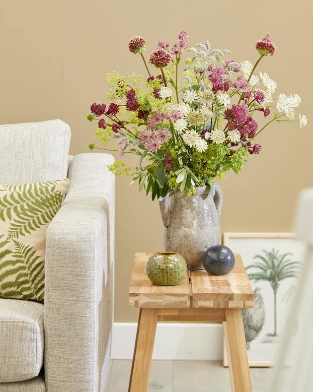 Astrantia 'Sparkling Stars White'