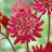 Astrantia