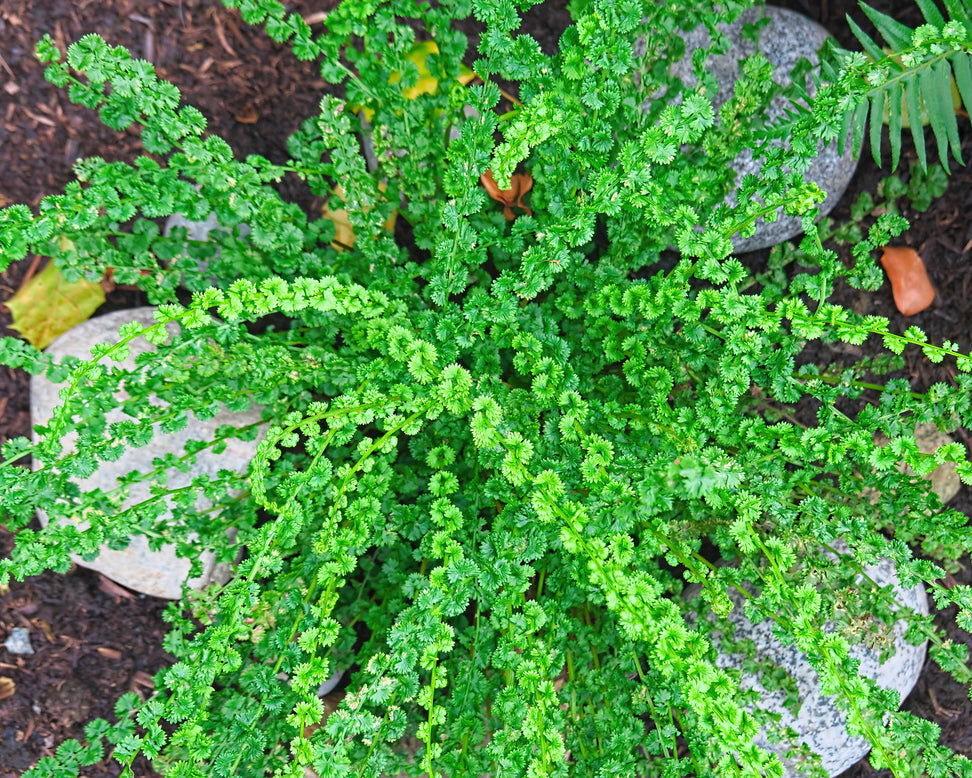 Athyrium 'Frizelliae'