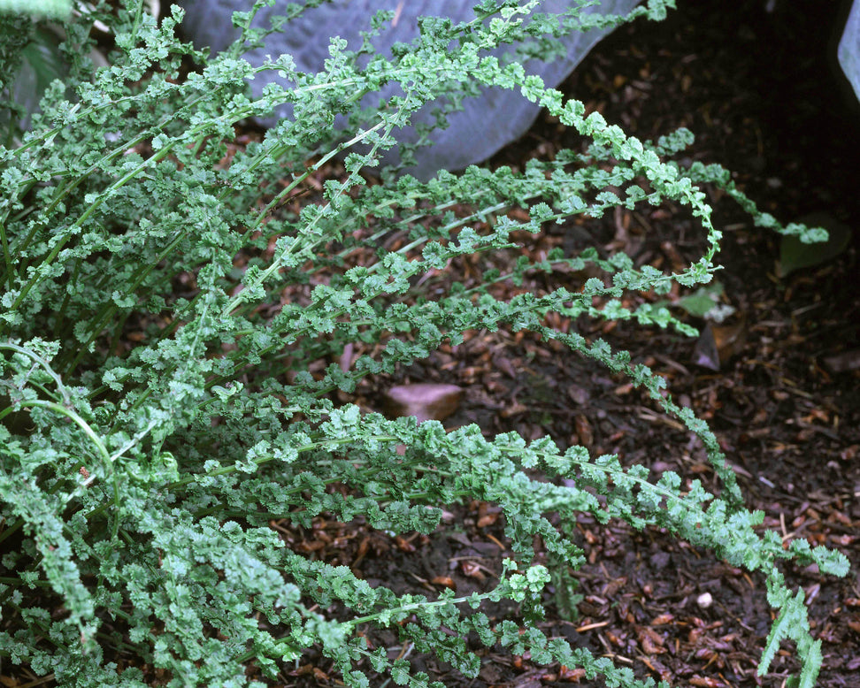 Athyrium 'Frizelliae'