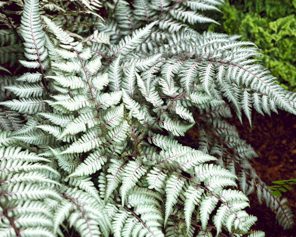 Athyrium 'Silver Falls'