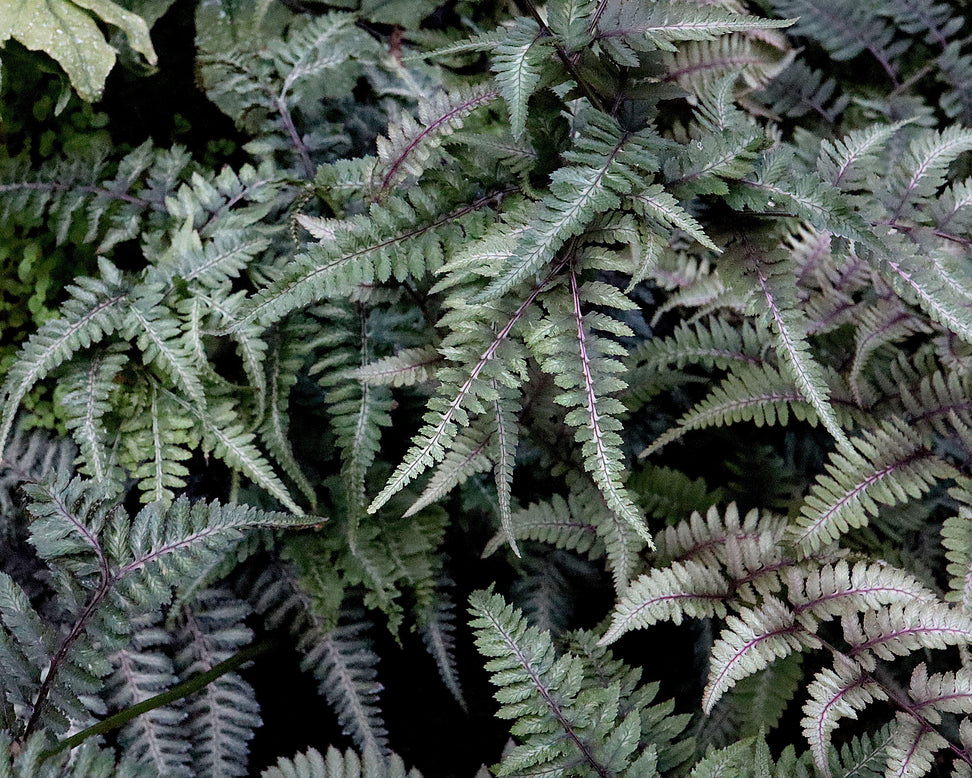 Athyrium 'Silver Falls'