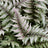 Athyrium