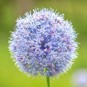 Alliums