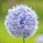 Allium azureum