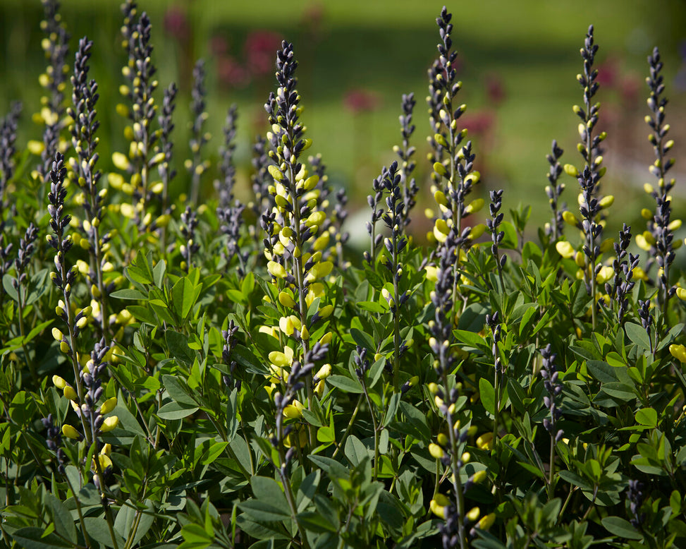 Baptisia 'Lemon Meringue'