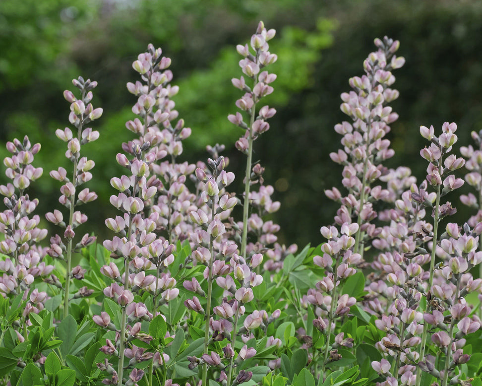 Baptisia 'Pink Truffles'