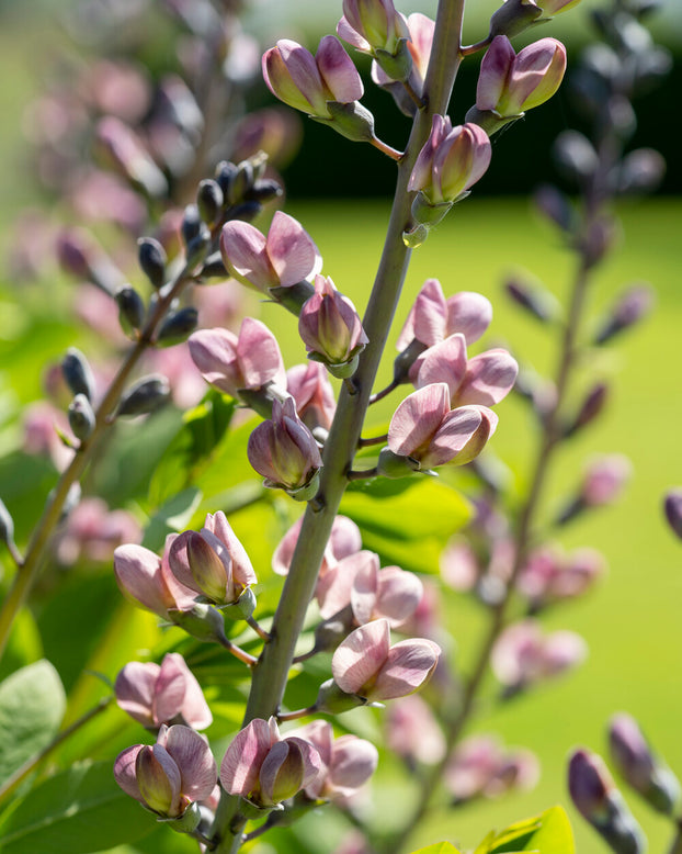 Baptisia 'Pink Truffles'