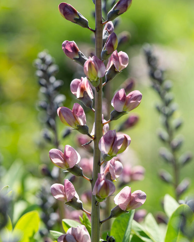Baptisia 'Pink Truffles'