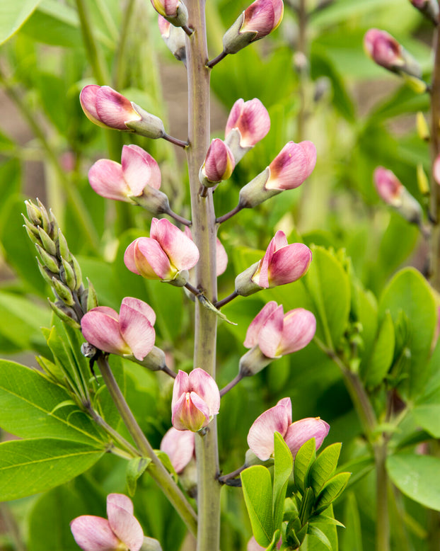 Baptisia 'Pink Truffles'