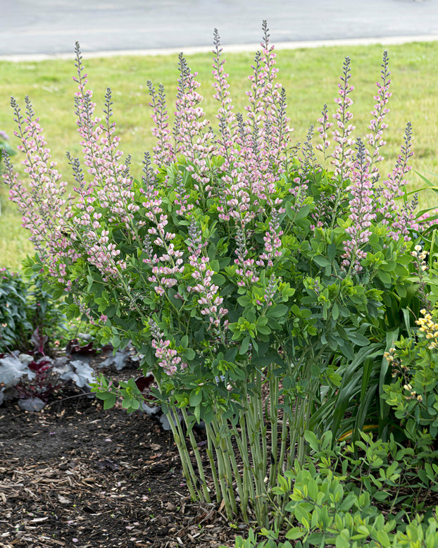 Baptisia 'Pink Truffles'