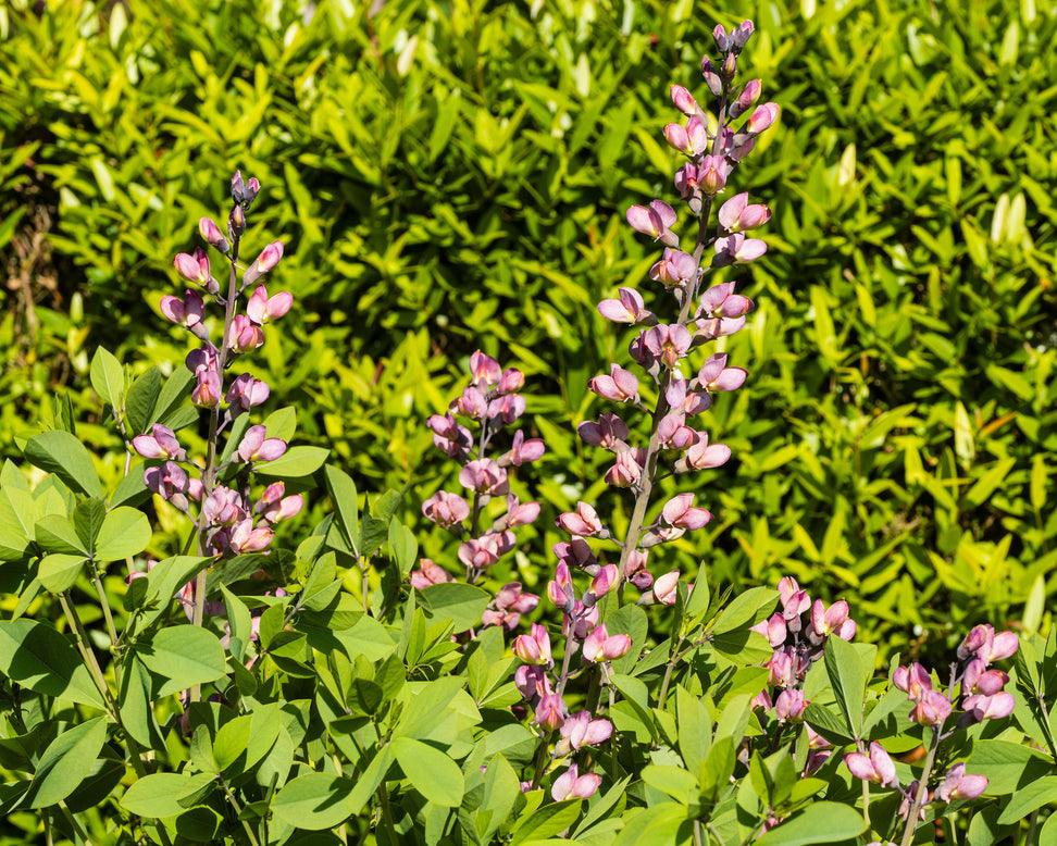 Baptisia 'Pink Truffles'