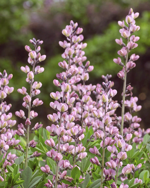 Baptisia 'Pink Truffles'