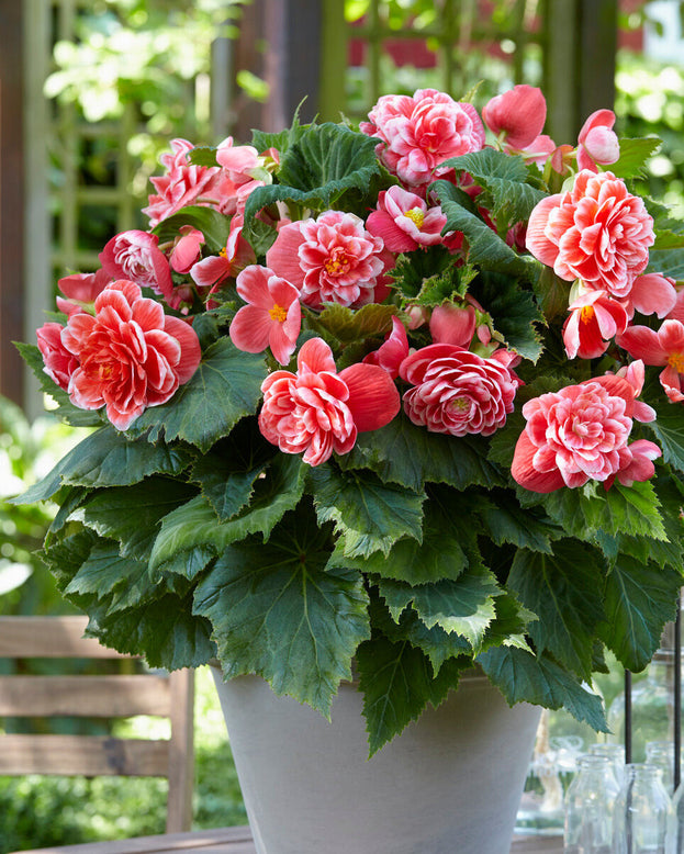 Potted Begonia with pink flowers and green leaves on a blurred outdoor background