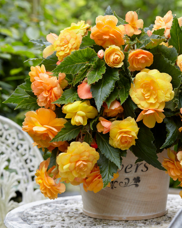 Begonia 'Illumination Apricot'