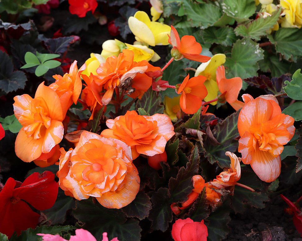 Begonia 'Illumination Apricot'