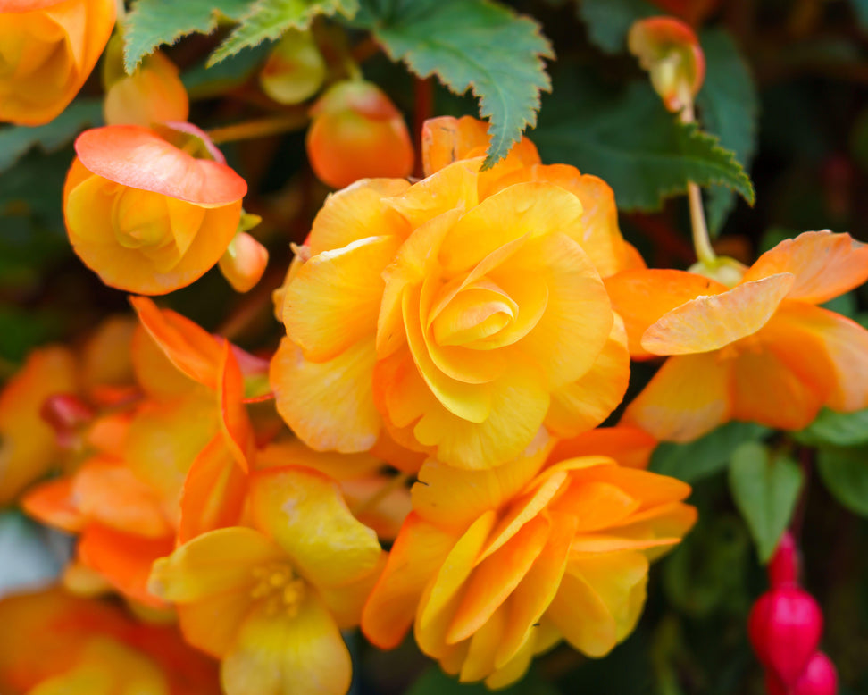 Begonia 'Illumination Apricot'