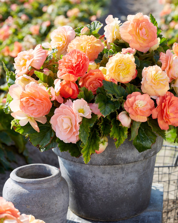 Begonia 'Pastel Compacta'