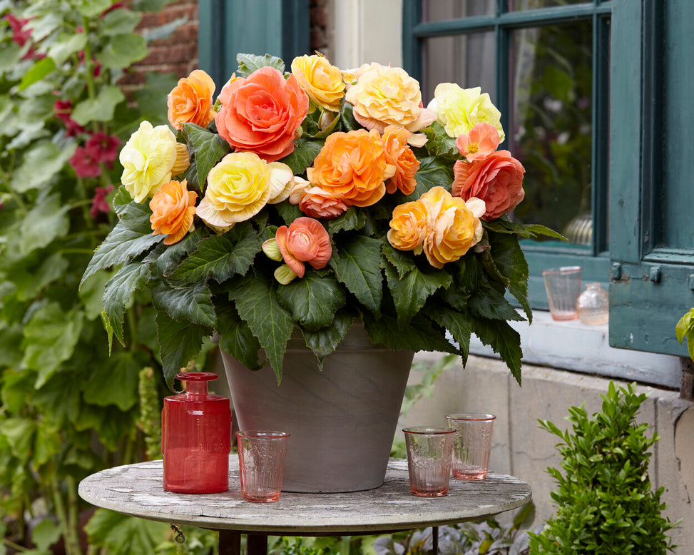 Begonia 'Pastel Compacta'