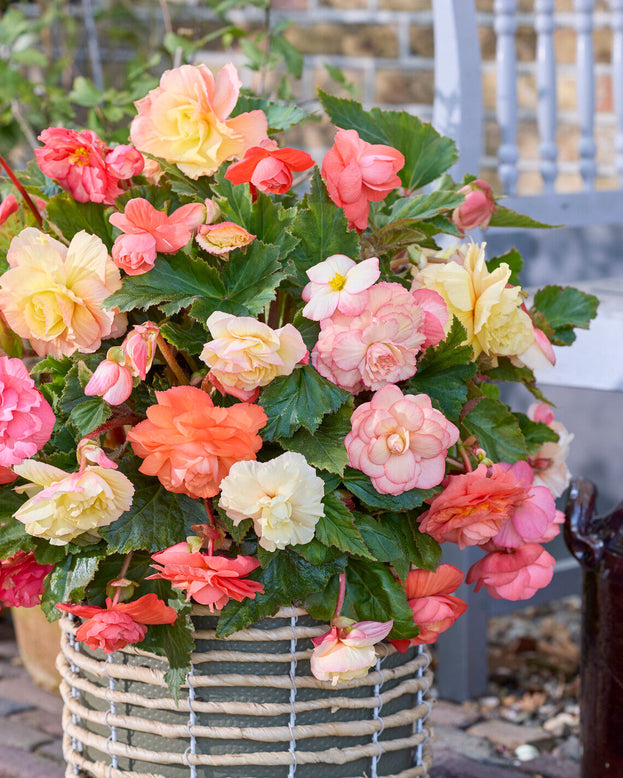 Potted begonias with pink, yellow, and white flowers in a garden setting